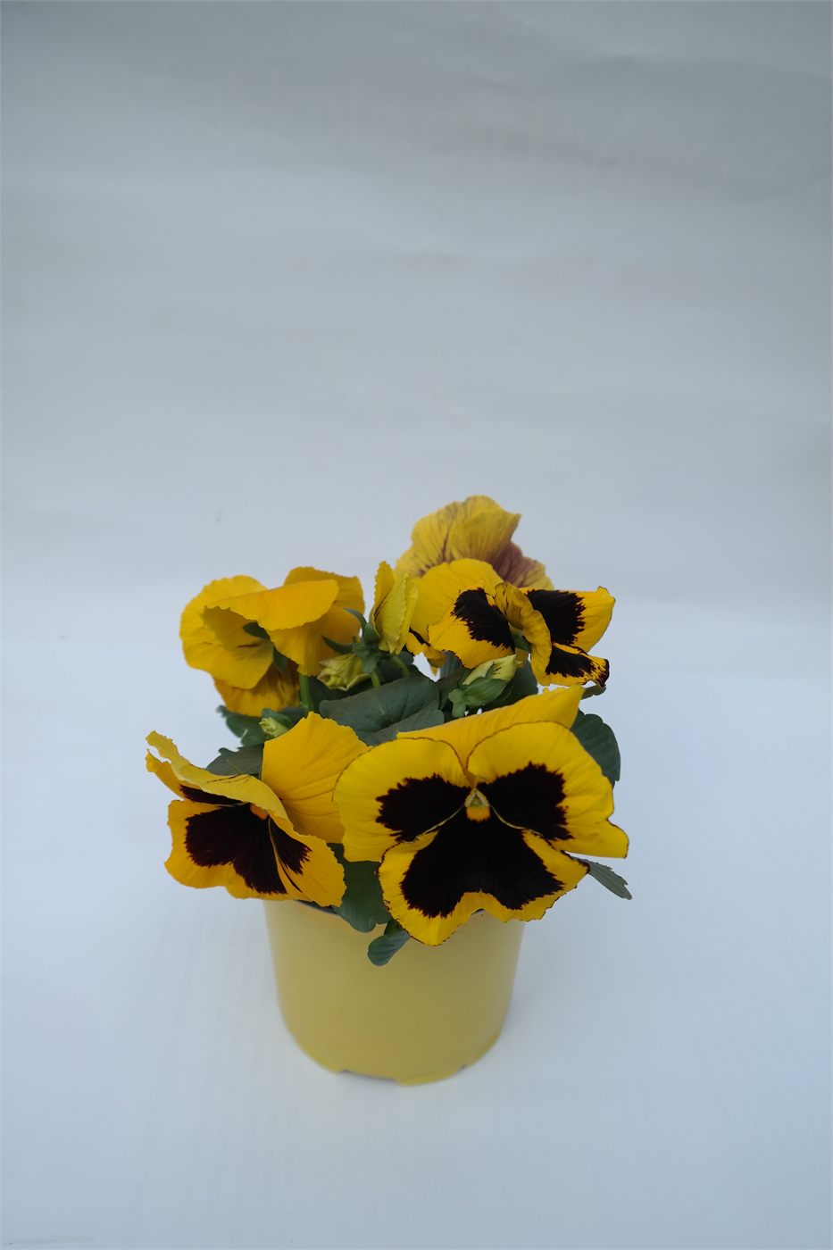 Żółty bratek w doniczce 9 cm