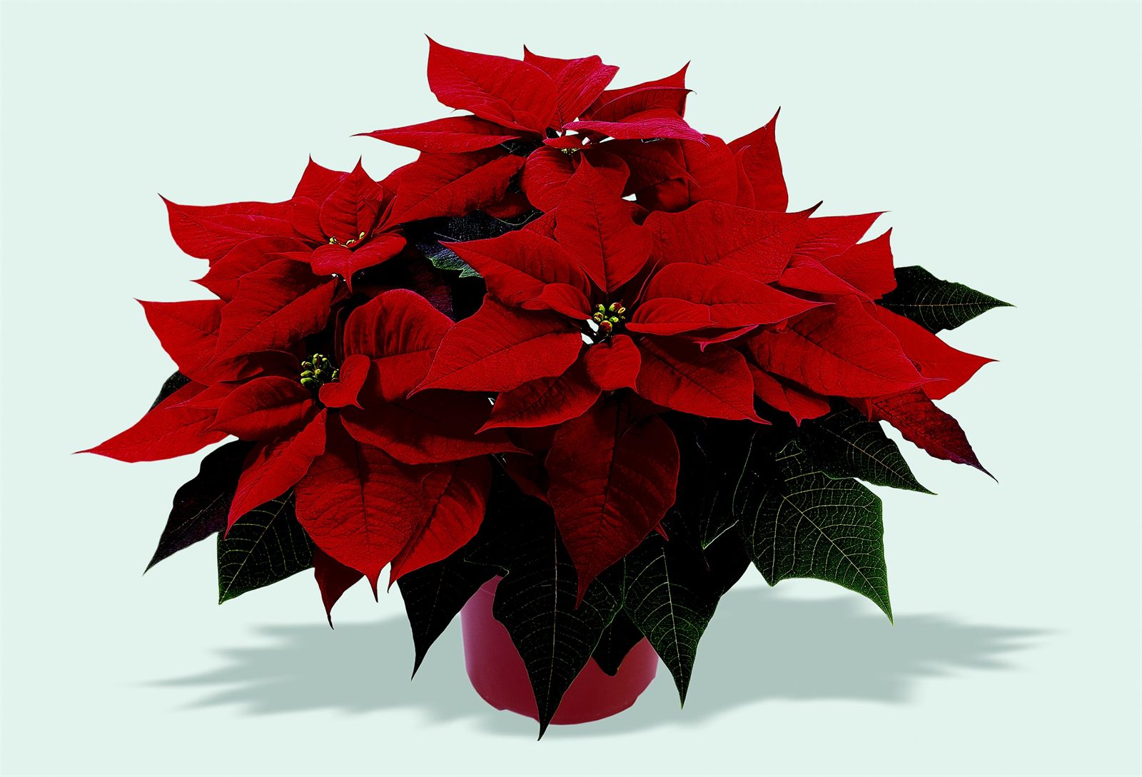 Czerwona poinsecja